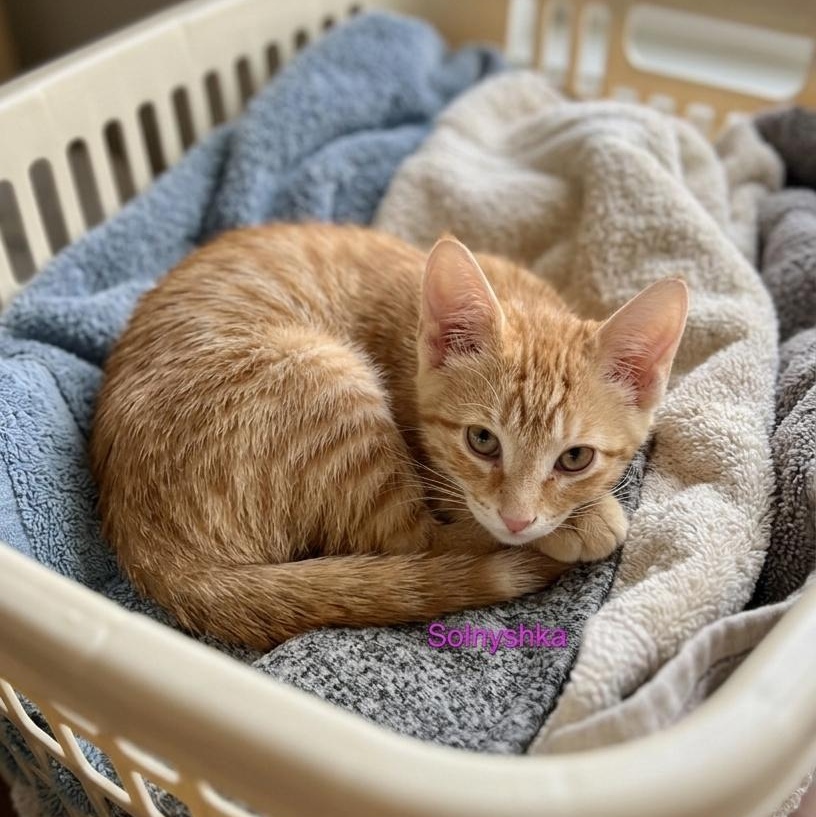 Solnyshka (Little Sun), a ADOPTABLE Tabby in Westland, MI image 3/3