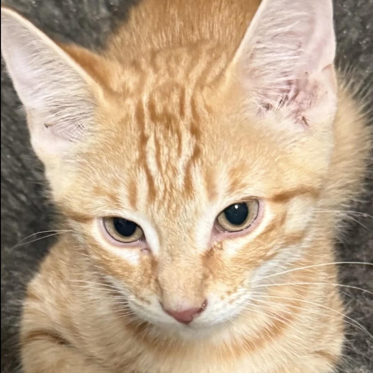Solnyshka (Little Sun), ADOPTABLE, Kitten Female Tabby.