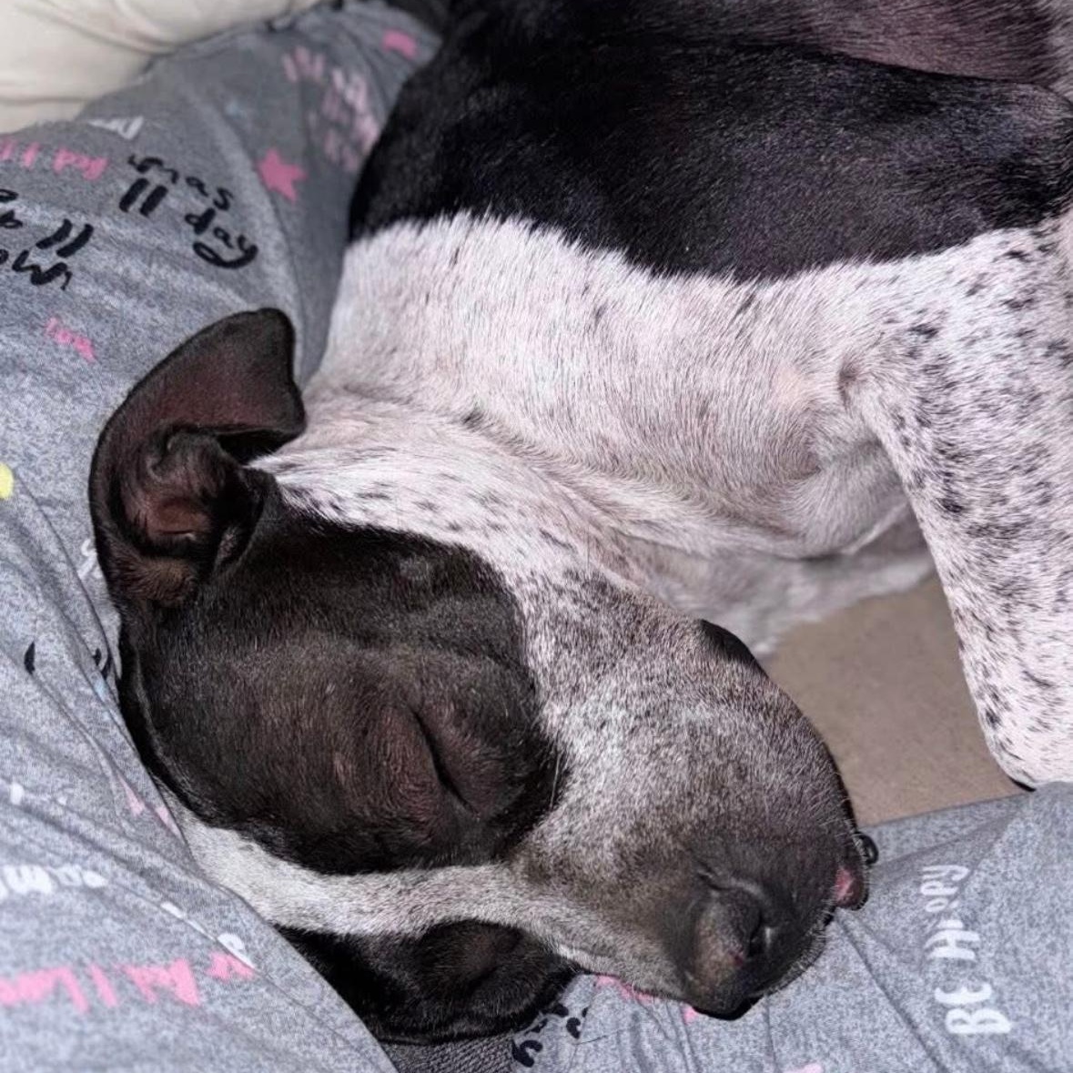 Enlarge Oreo, a Adoptable mixed breed in Magnolia, TX image 2/4