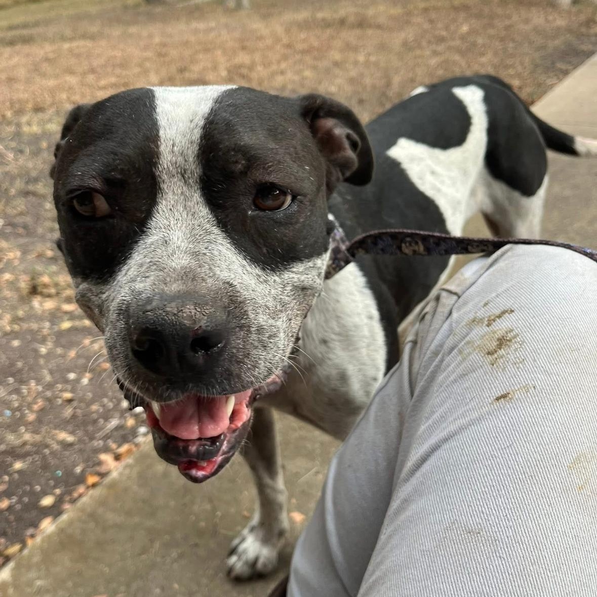 Enlarge Oreo, a Adoptable mixed breed in Magnolia, TX image 3/4