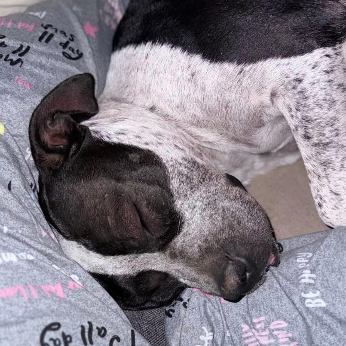 Enlarge Oreo, a Adoptable mixed breed in Magnolia, TX image 4/4
