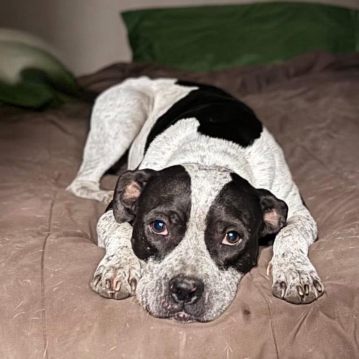 Oreo, Adoptable, Adult Female Mixed Breed.