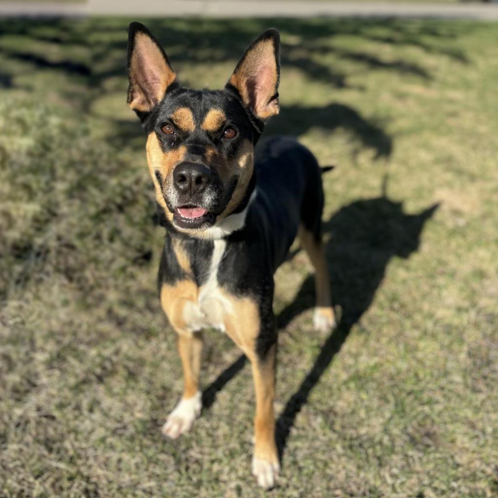 Enlarge Pecan, a Adoptable mixed breed in Fargo, ND image 1/6