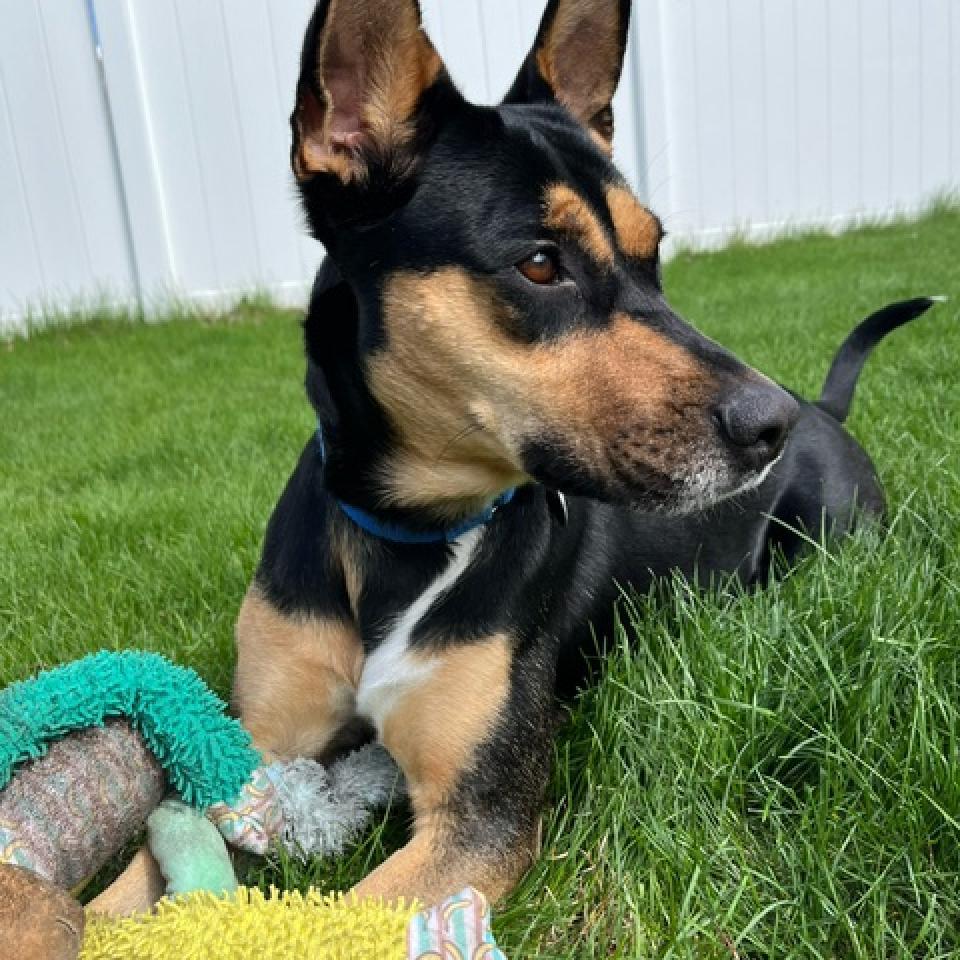 Enlarge Pecan, a Adoptable mixed breed in Fargo, ND image 2/6