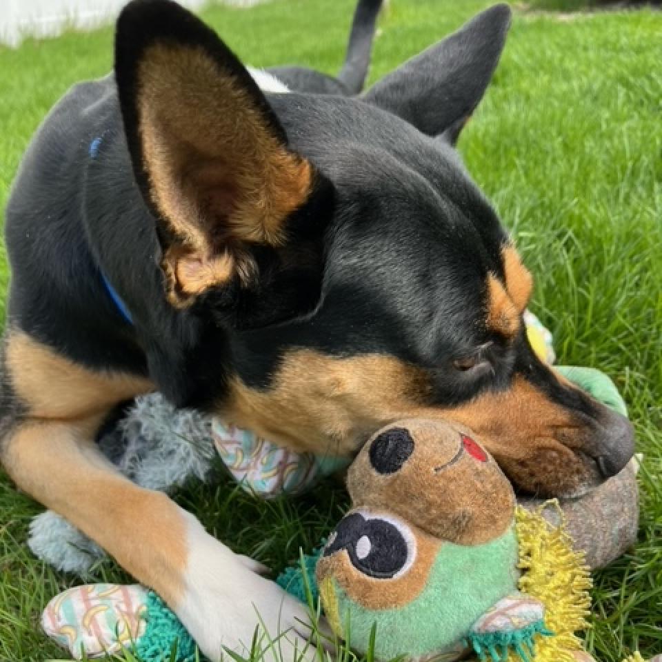Enlarge Pecan, a Adoptable mixed breed in Fargo, ND image 3/6