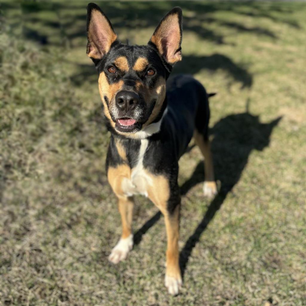 Enlarge Pecan, a Adoptable mixed breed in Fargo, ND image 4/6