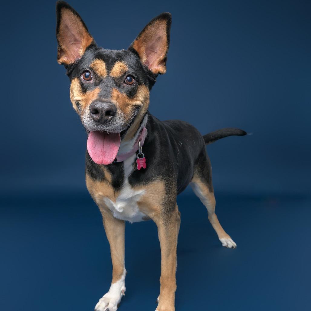 Enlarge Pecan, a Adoptable mixed breed in Fargo, ND image 5/6