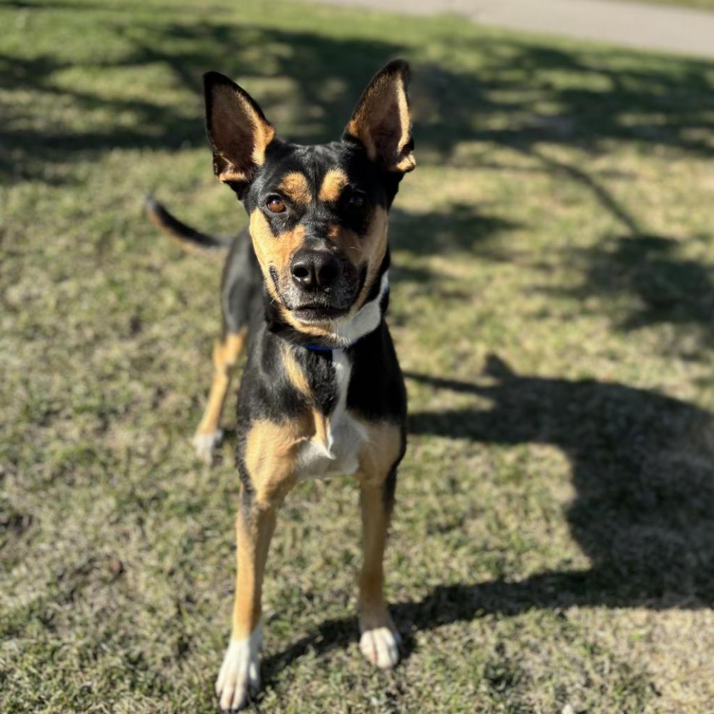 Enlarge Pecan, a Adoptable mixed breed in Fargo, ND image 6/6