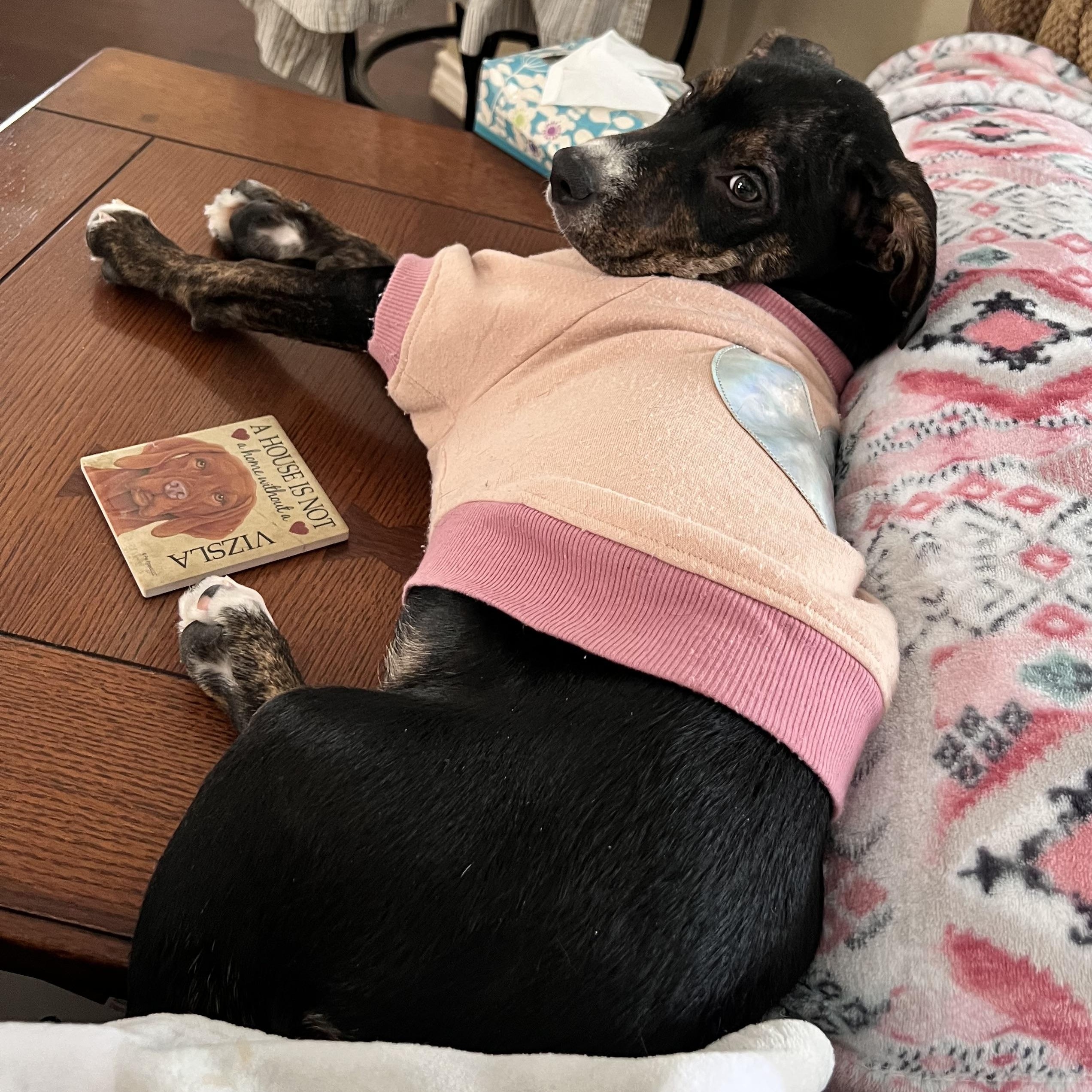 Enlarge Clover, an adopted mixed breed in Krum, TX image 6/6