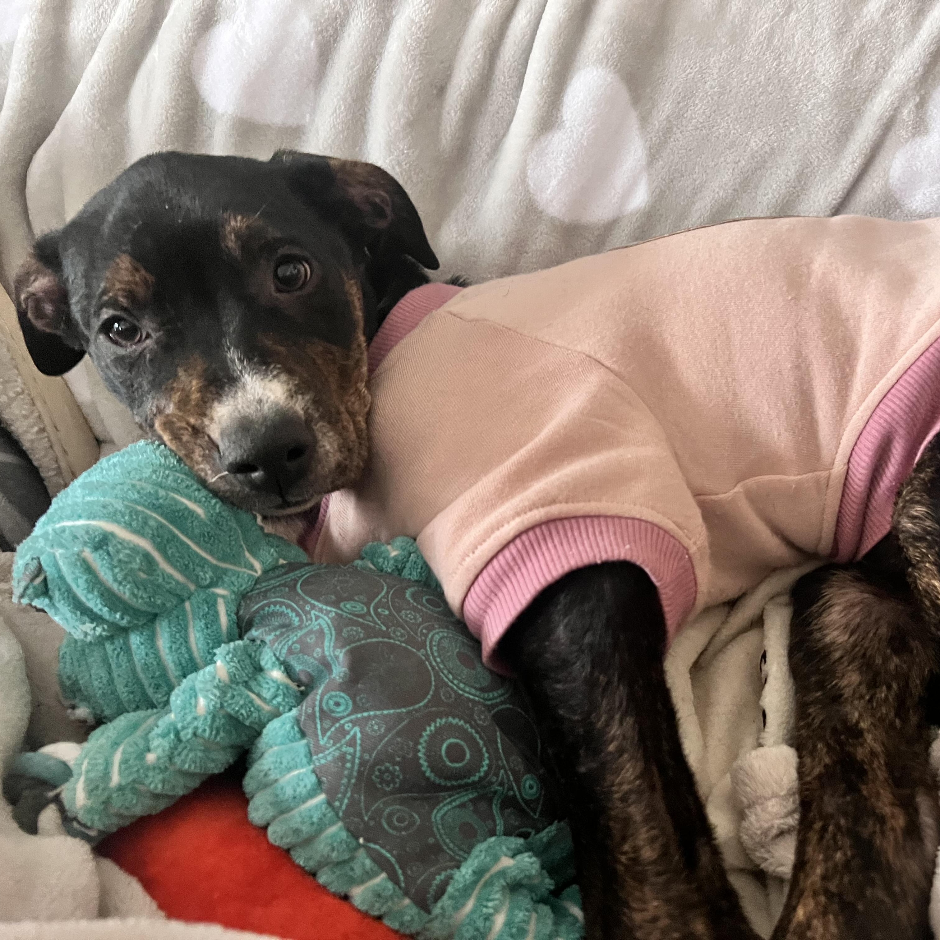 Enlarge Clover, an adopted mixed breed in Krum, TX image 3/6