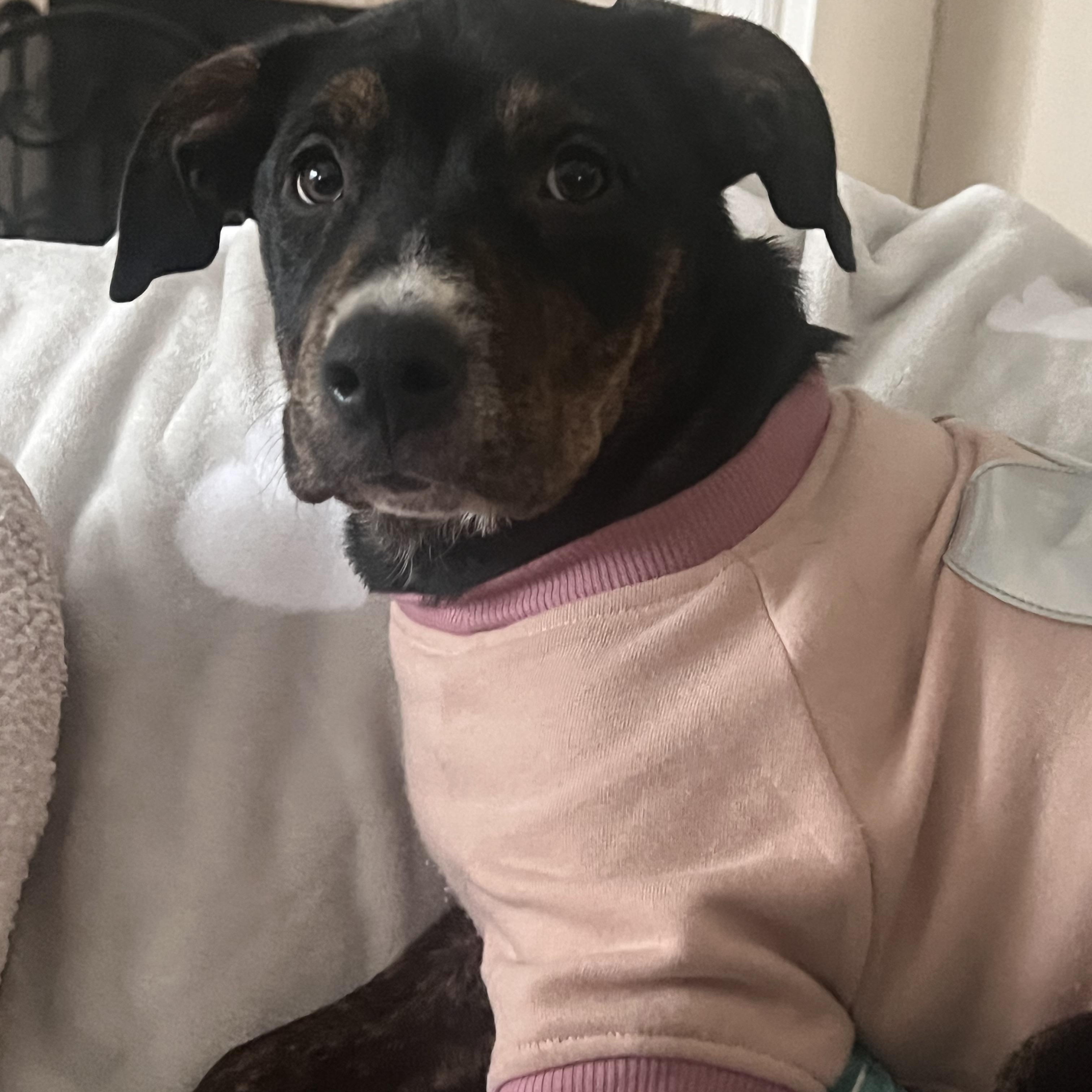 Enlarge Clover, an adopted mixed breed in Krum, TX image 4/6