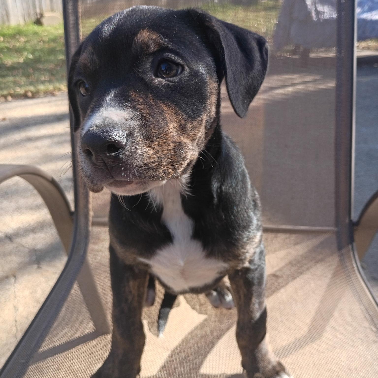 Clover, adopted, Puppy Female American Staffordshire Terrier & Golden Retriever.