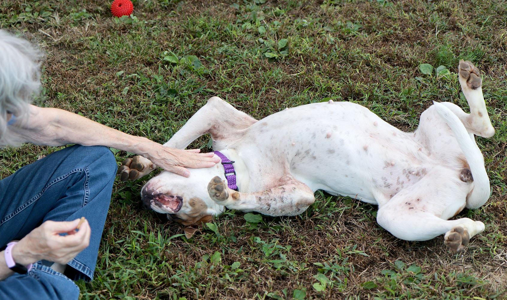 Enlarge Molly (AO37623), a Adoptable mixed breed in Kansas City, KS image 4/6