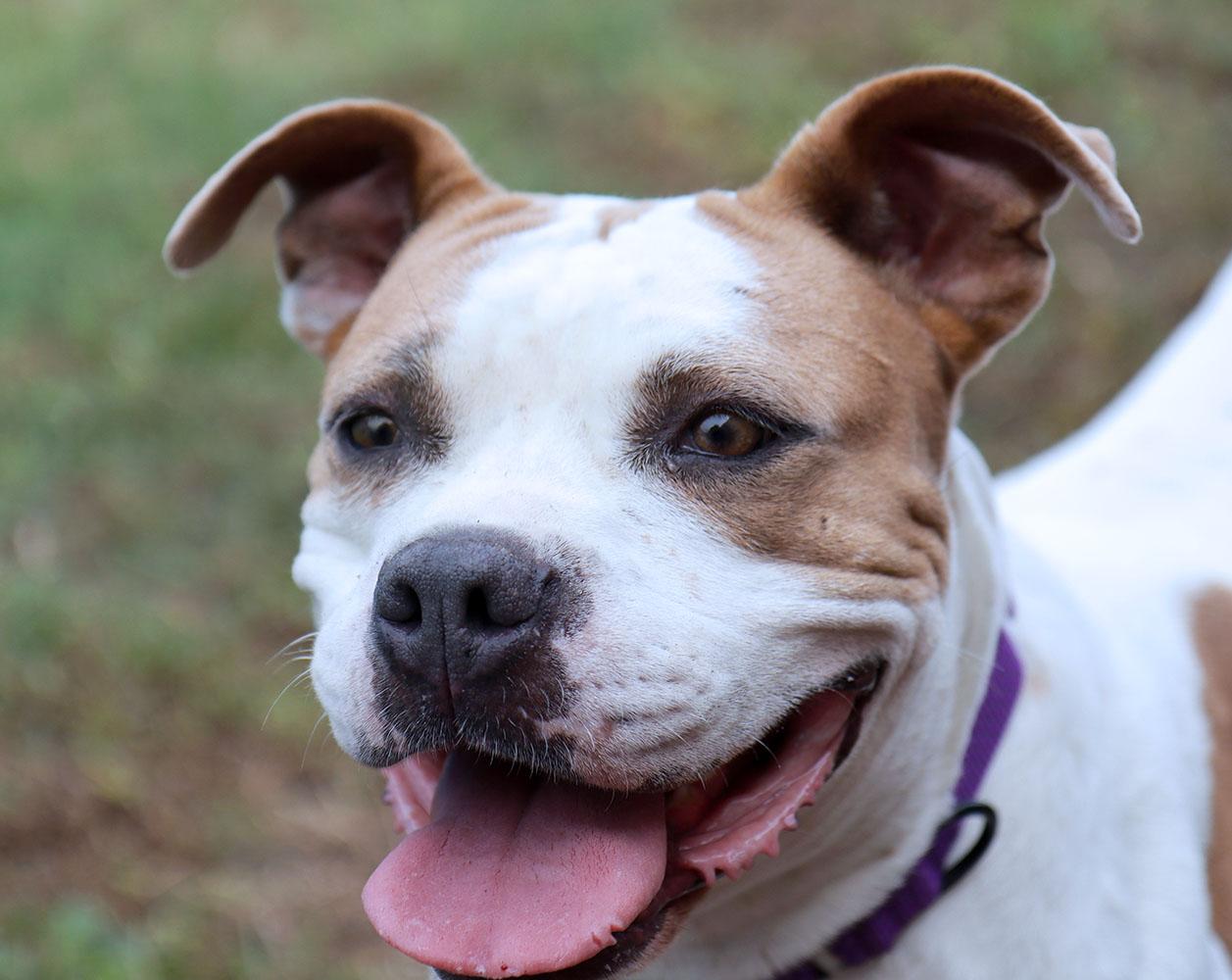 Enlarge Molly (AO37623), a Adoptable mixed breed in Kansas City, KS image 6/6