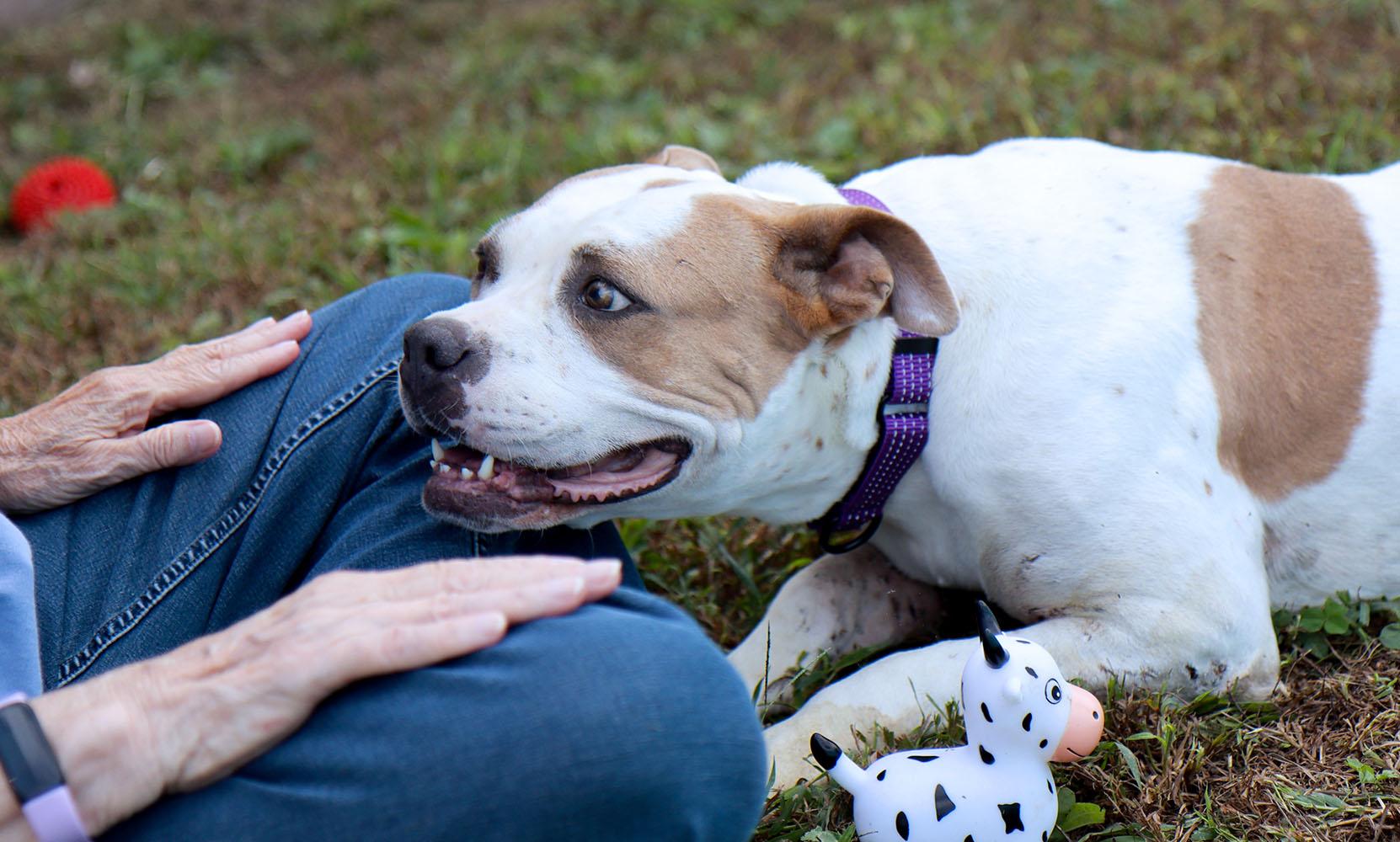 Enlarge Molly (AO37623), a Adoptable mixed breed in Kansas City, KS image 3/6
