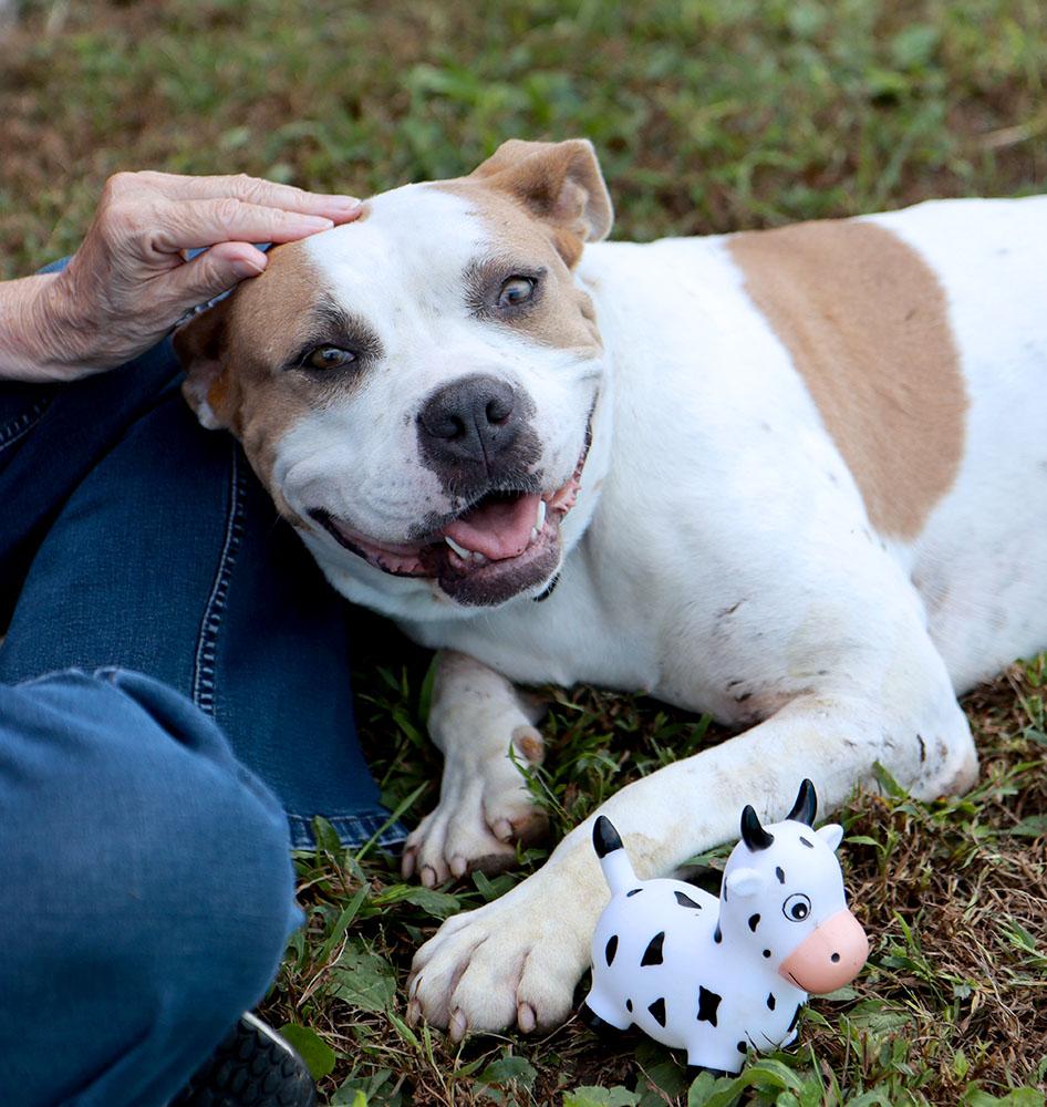 Enlarge Molly (AO37623), a Adoptable mixed breed in Kansas City, KS image 2/6