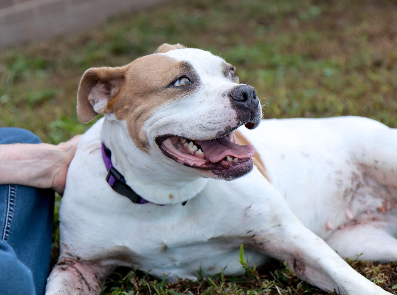 Enlarge Molly (AO37623), a Adoptable mixed breed in Kansas City, KS image 5/6