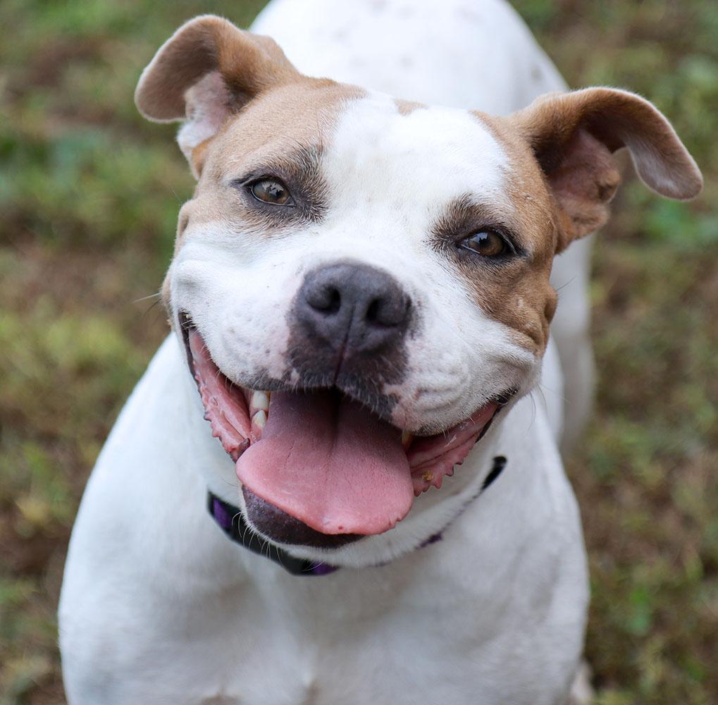 Molly (AO37623), Adoptable, Adult Female American Bulldog.