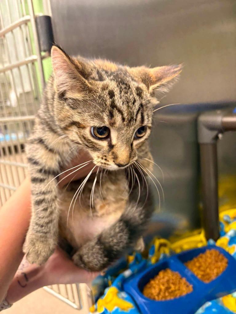 Enlarge Rose, a Adoptable Tabby in La Porte, IN image 1/2