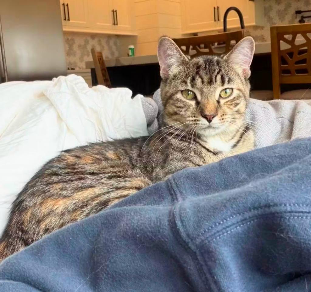 Enlarge Rose, a Adoptable Tabby in La Porte, IN image 2/2