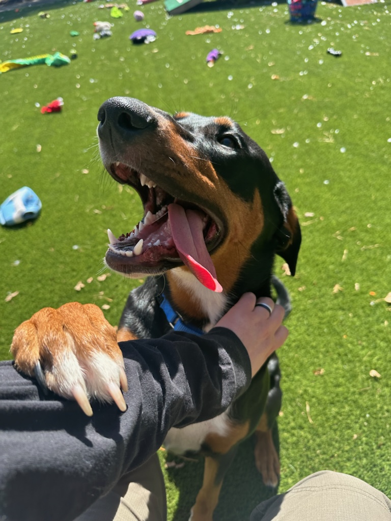 Jack, a Adopted Doberman Pinscher in Plymouth, MA image 4/5