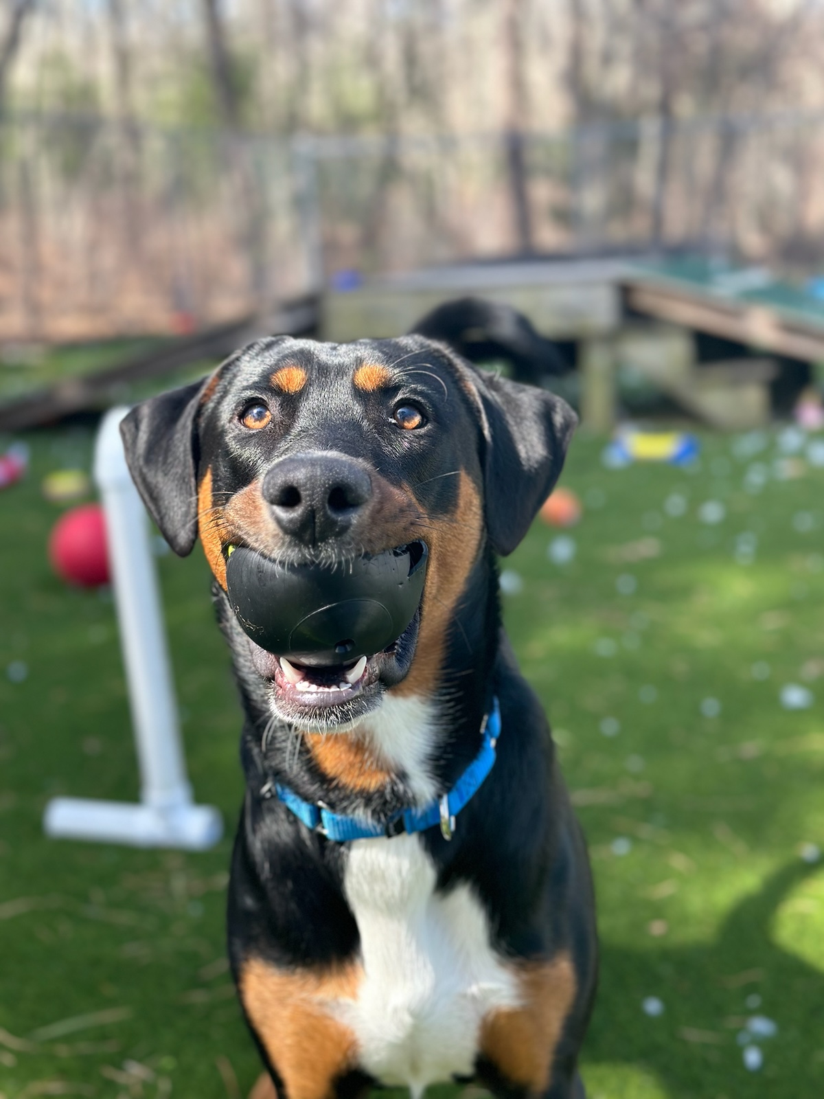 Jack, a Adopted Doberman Pinscher in Plymouth, MA image 3/5