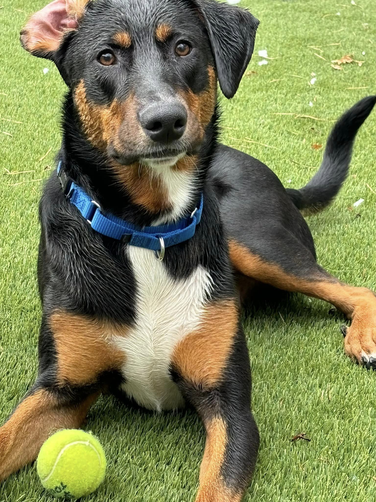 Jack, a Adopted Doberman Pinscher in Plymouth, MA image 5/5