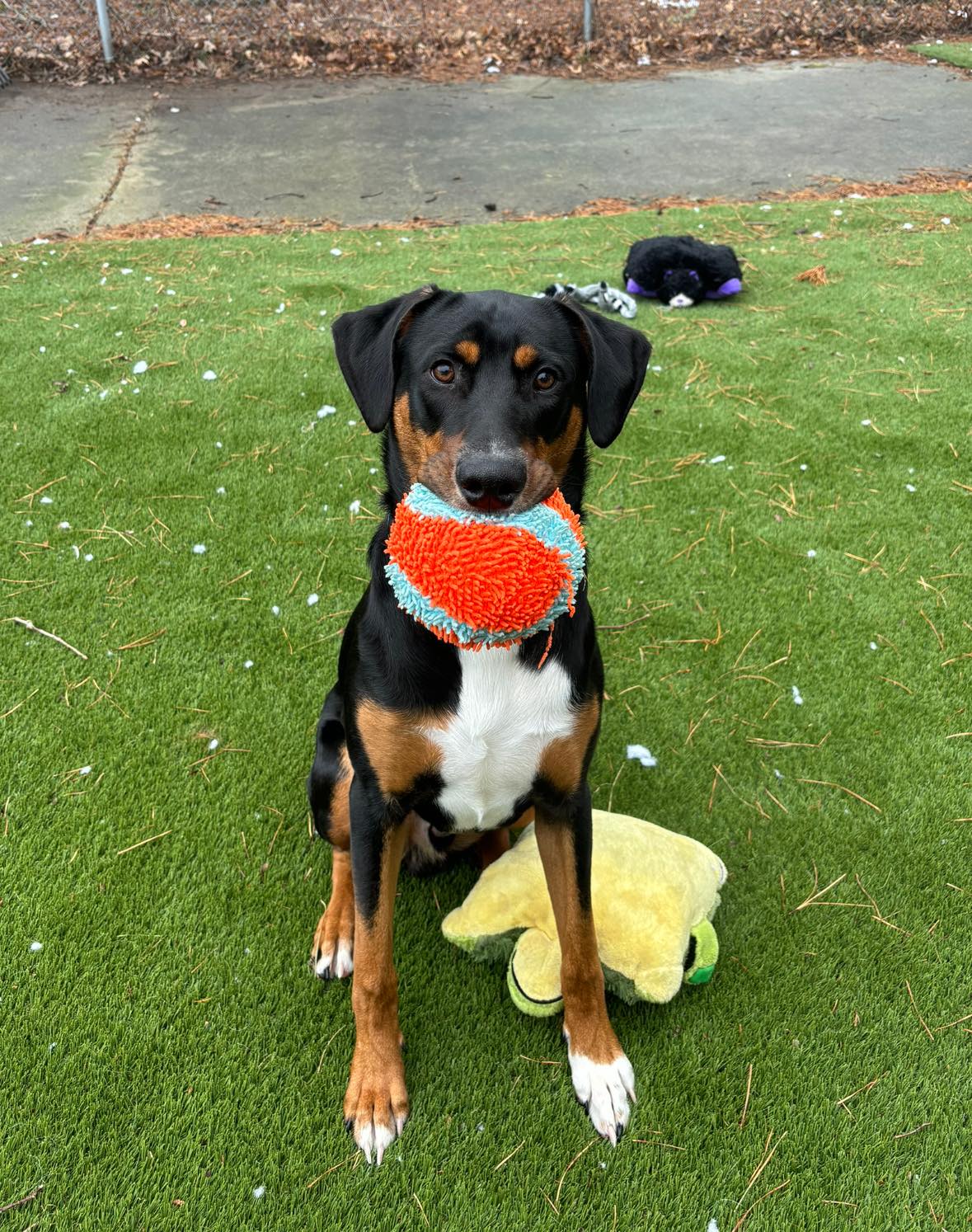 Jack, a Adopted Doberman Pinscher in Plymouth, MA image 1/5