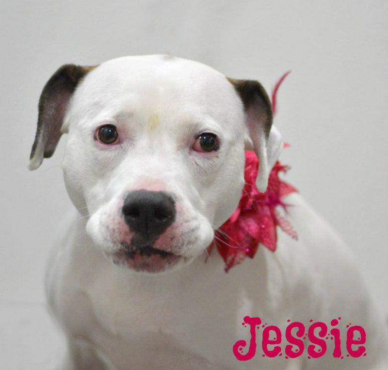 Jessie, Adoptable, Adult Female Pit Bull Terrier.