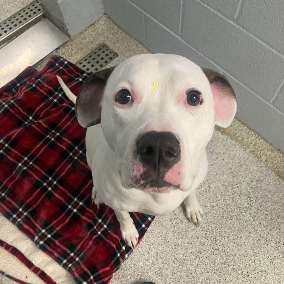 Enlarge Jessie, a Adoptable Pit Bull Terrier in Lake Havasu City, AZ image 2/2