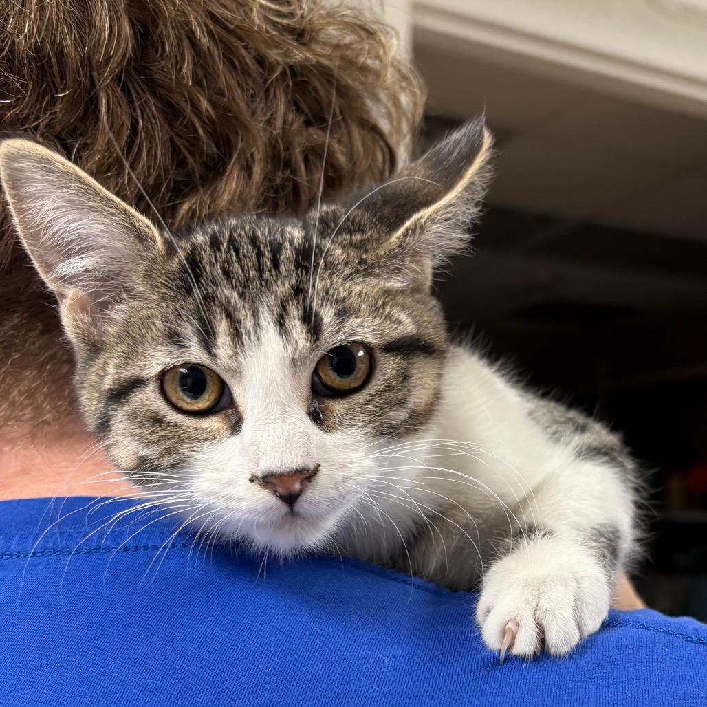 Blanche, Adoptable, Kitten Female Domestic Short Hair.