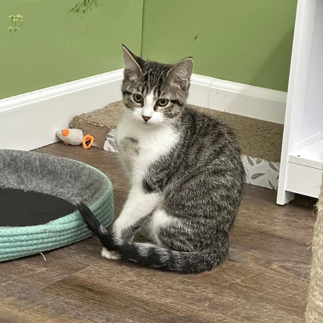 Enlarge Blanche, a Adoptable Domestic Short Hair in Canton, IL image 3/3