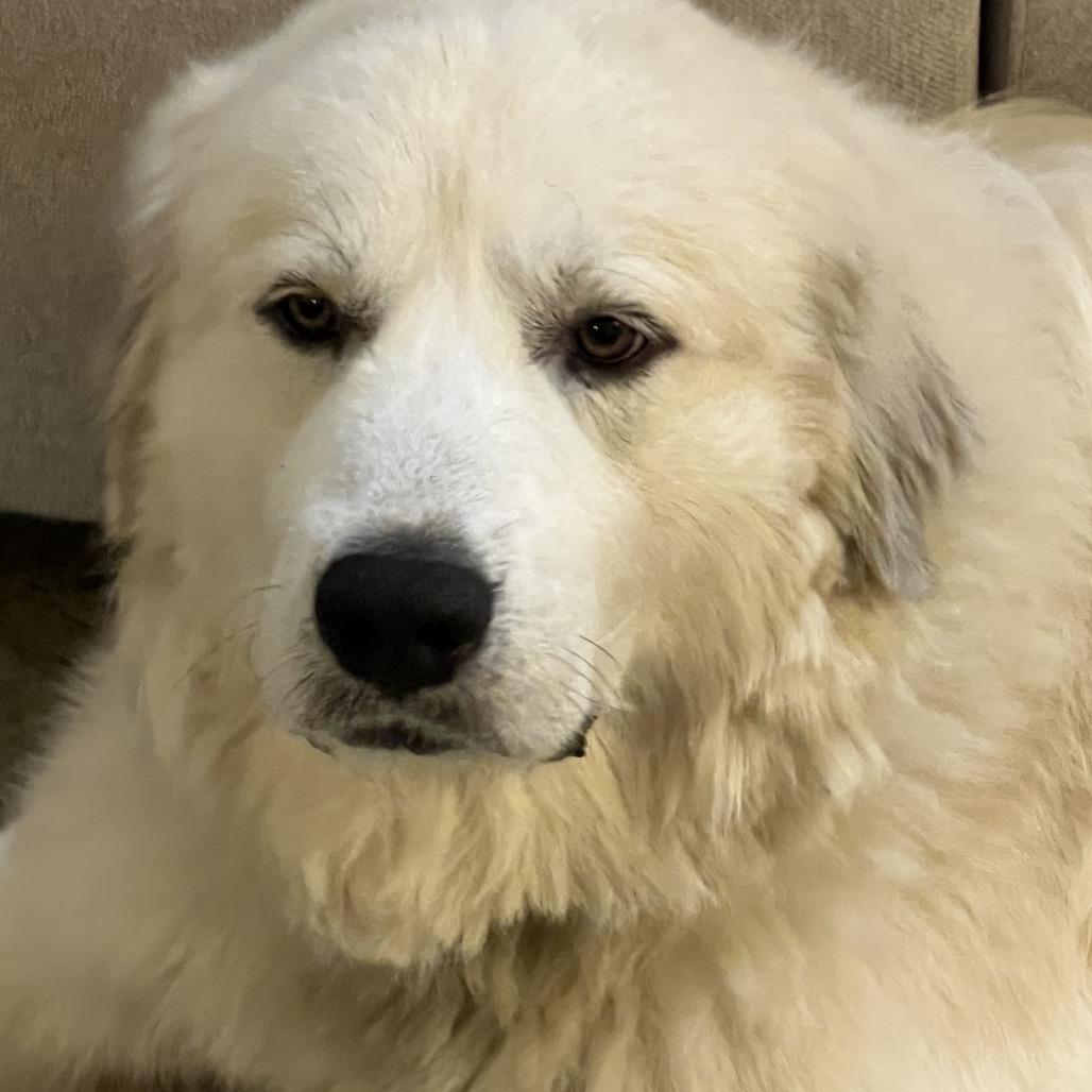 Zeus photo 2