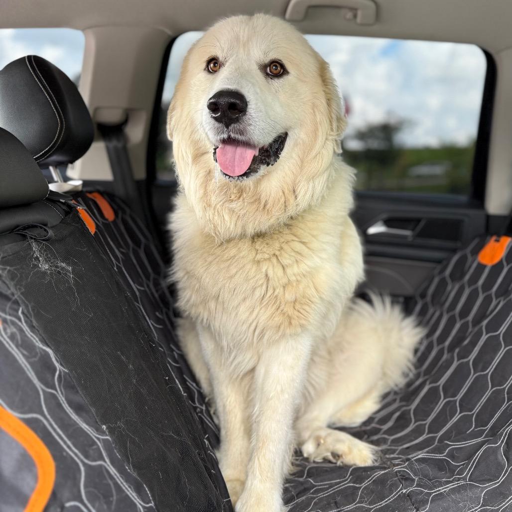 Zeus, Adult Male Great Pyrenees