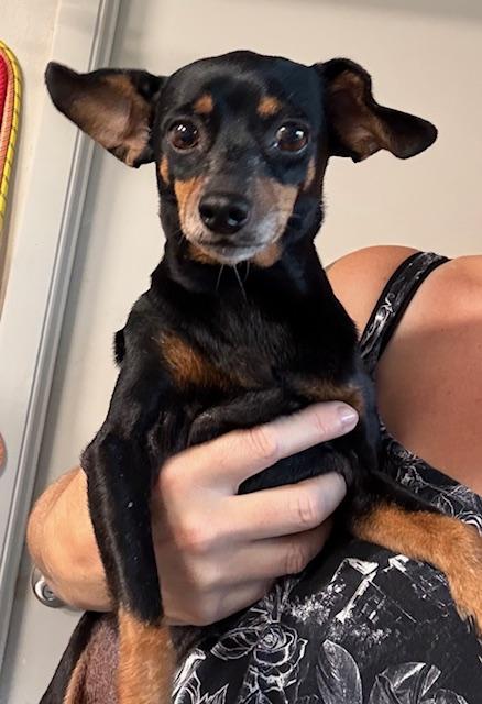 Emmy, ADOPTABLE, Young Female Chiweenie.