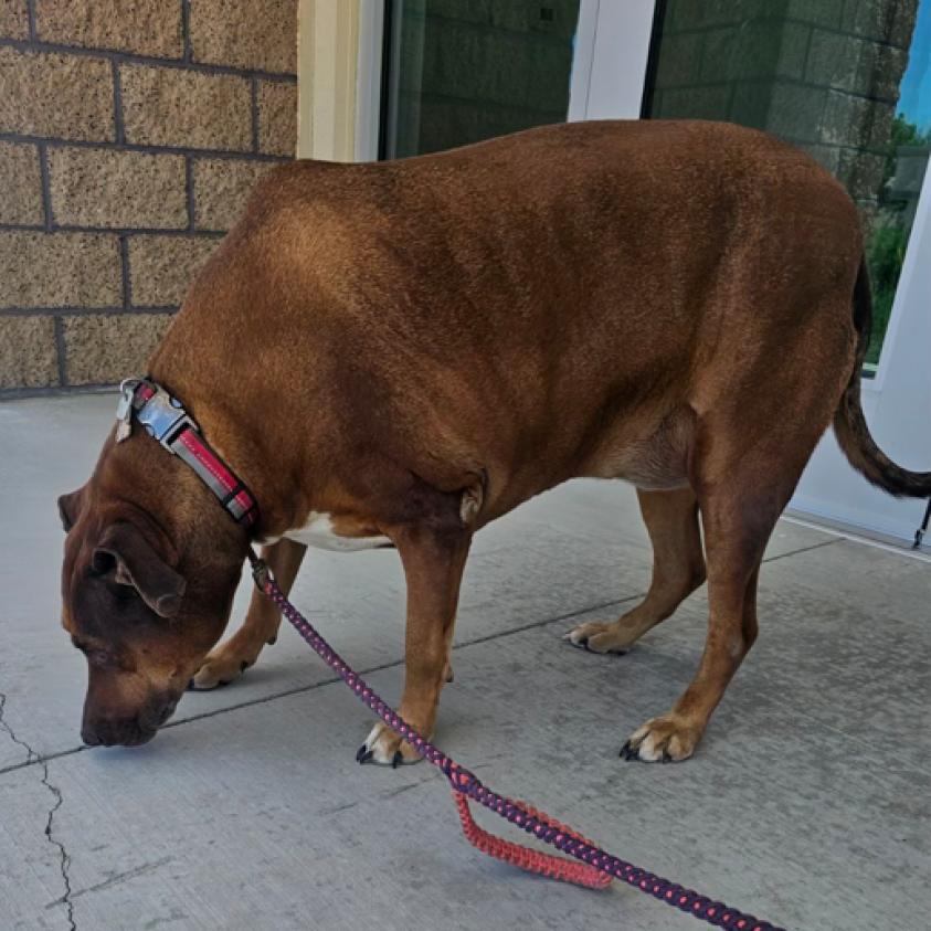 Enlarge Reba, a Adoptable mixed breed in Pahrump, NV image 1/3