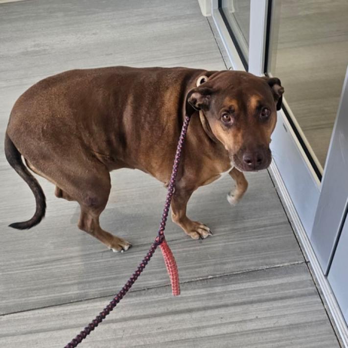 Enlarge Reba, a Adoptable mixed breed in Pahrump, NV image 2/3