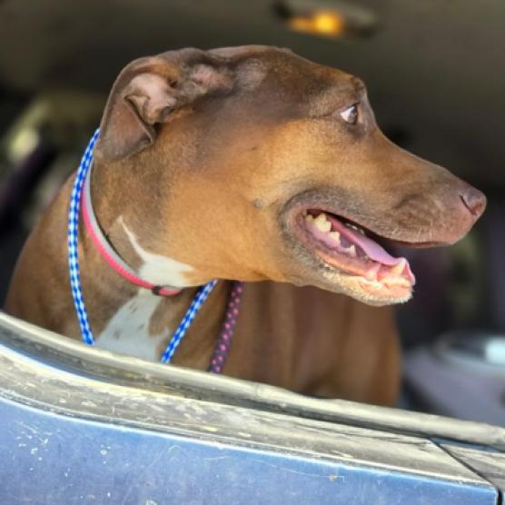 Enlarge Reba, a Adoptable mixed breed in Pahrump, NV image 3/3