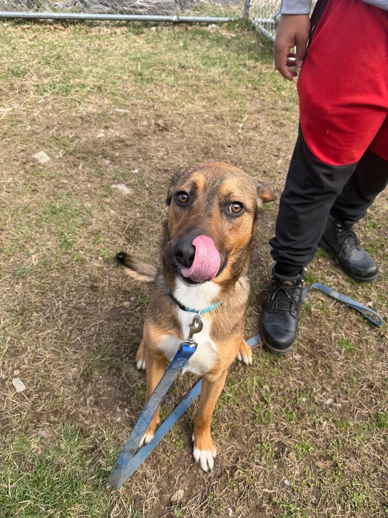 Enlarge Memphis, a Adoptable mixed breed in Hyde Park, NY image 1/2
