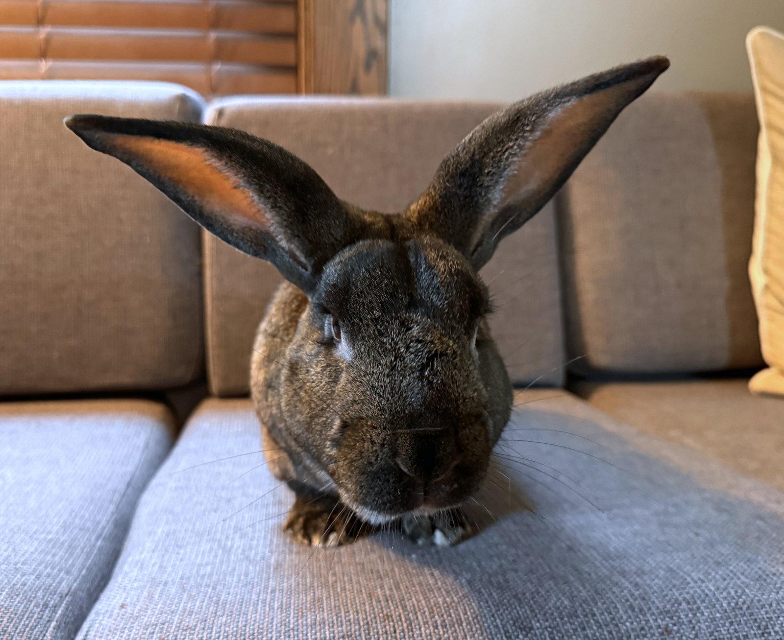 Chestnut, Adoptable, Adult Male Silver Fox & Flemish Giant.