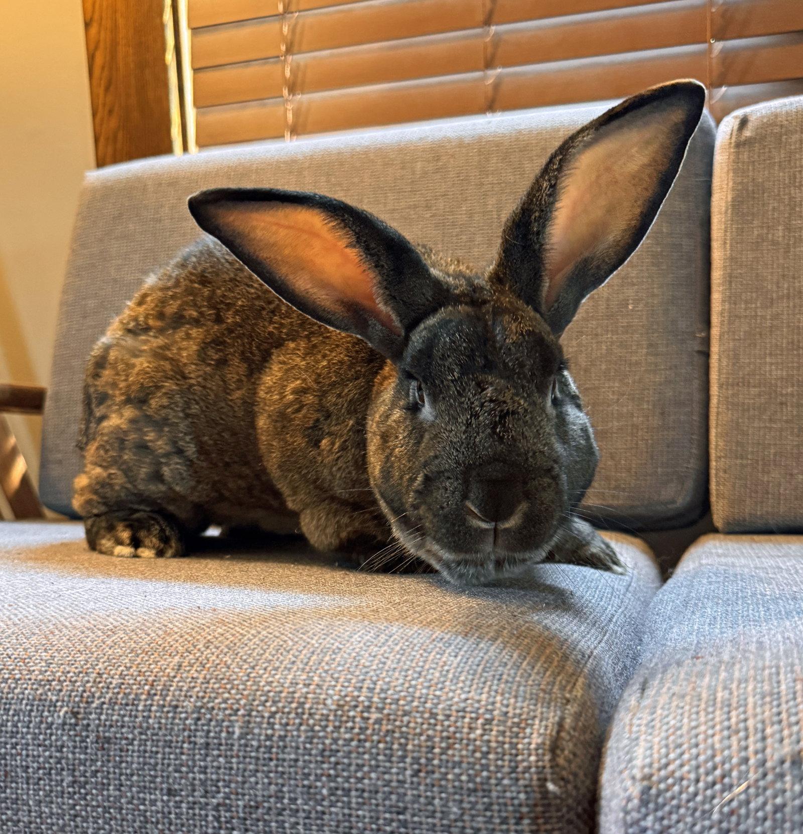 Enlarge Chestnut, a Adoptable mixed breed in Lakeville, MN image 2/3
