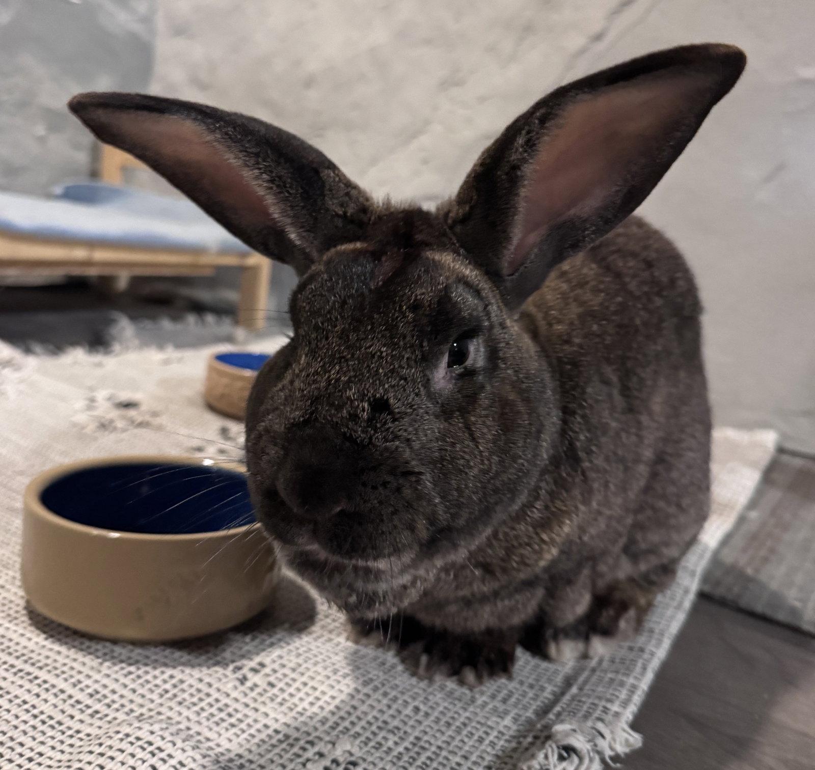 Enlarge Chestnut, a Adoptable mixed breed in Lakeville, MN image 3/3