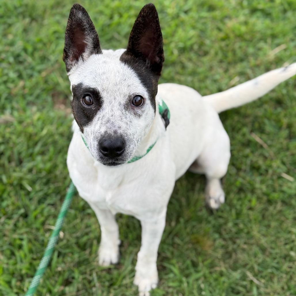 Enlarge Beanie, a Adoptable mixed breed in Fort Smith, AR image 1/2