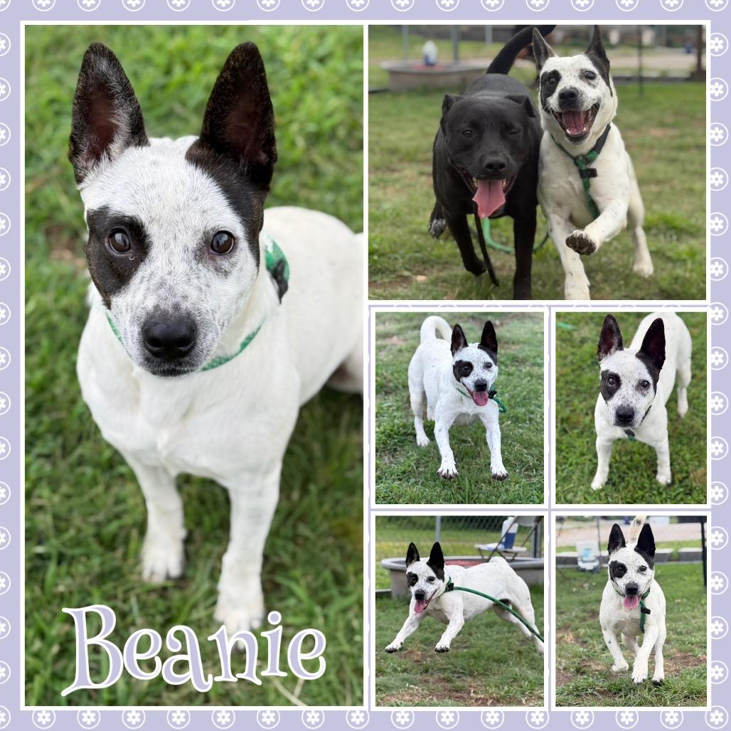 Enlarge Beanie, a Adoptable mixed breed in Fort Smith, AR image 2/2