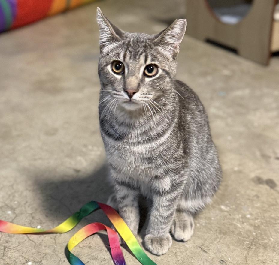Enlarge Teddy, a Adoptable Tabby in San Jose, CA image 1/1