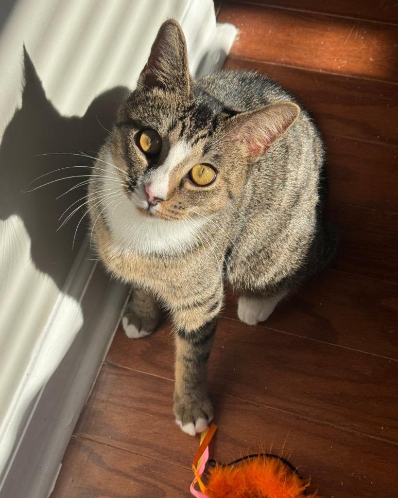 Pamina, Adoptable, Young Female Domestic Short Hair.