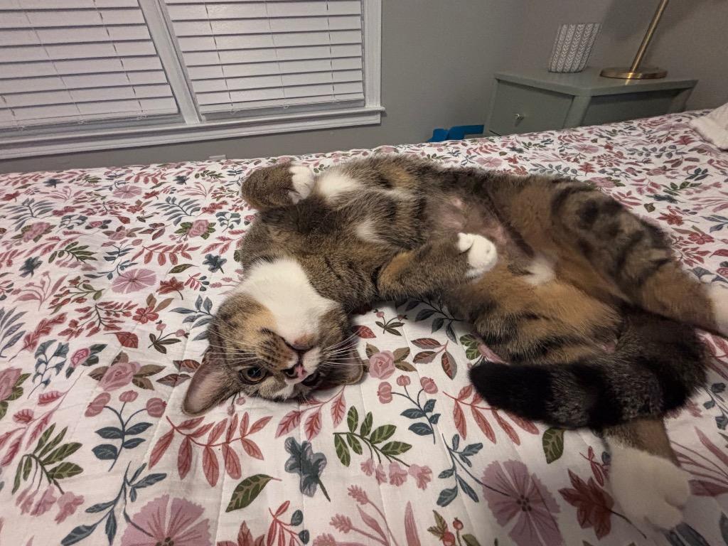 Enlarge Pamina, a Adoptable mixed breed in Cumming, GA image 2/6