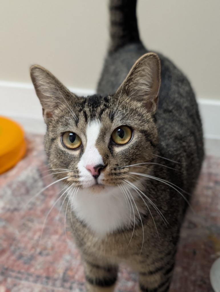 Enlarge Pamina, a Adoptable mixed breed in Cumming, GA image 3/6