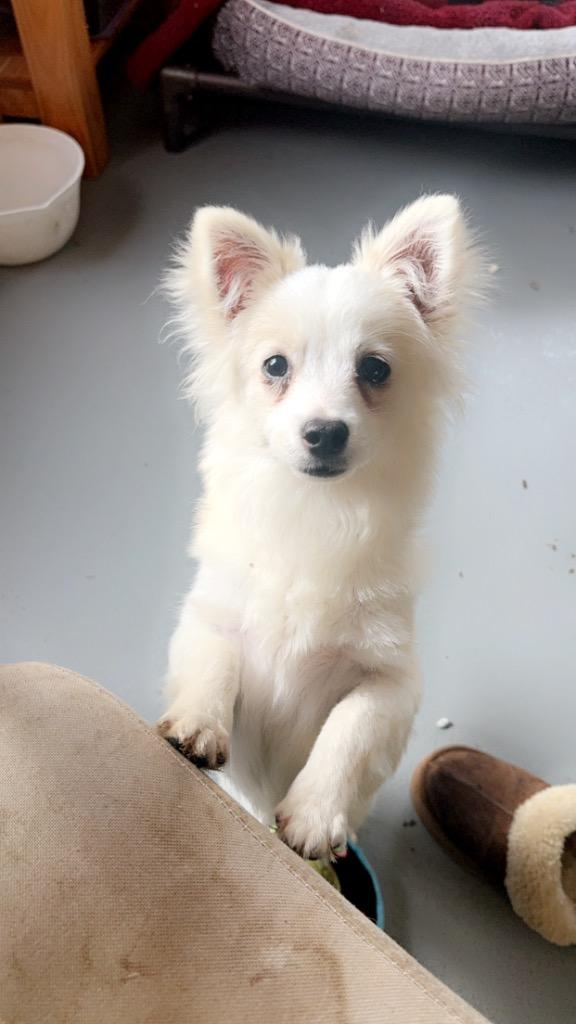 Aspen, Adoptable, Young Male Pomeranian & Chihuahua.
