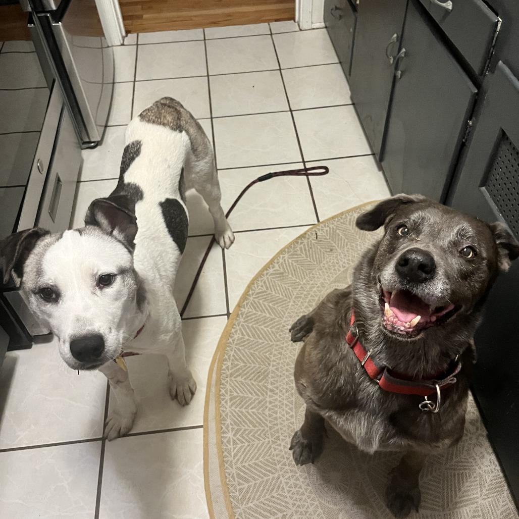 Enlarge Scallop, a Adoptable mixed breed in Los Angeles, CA image 1/6